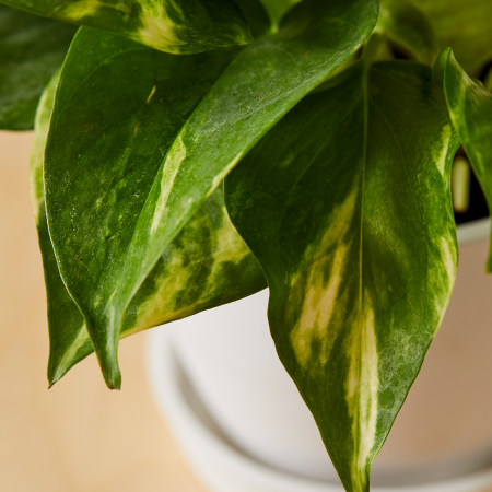 Easy-Care Pothos Plant